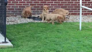 Golden Retriever Puppies For Sale