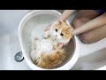 别的小猫咪都只洗爪爪，凭什么我洗澡啊？丨花花与三猫