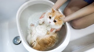 Why do I have to take a shower when others only wash their paws? | SanHua Cat Live