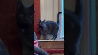 Breaking and entering