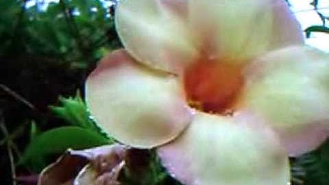 Payung Teduh - Kucari Kamu (Unofficial Video)