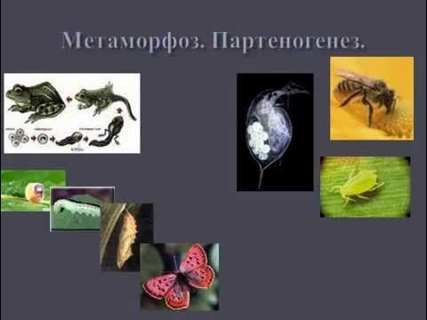 Способы размножения у растений и животных. Партеногенез.
