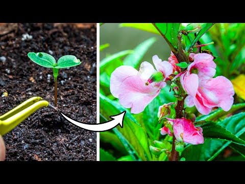 Balsam Flower Plant Growing From Seed (103 Days Time Lapse)