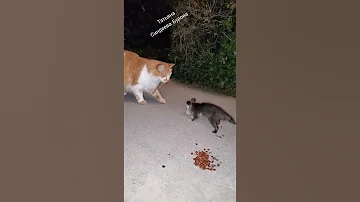 OPOSSUM AND CAT .ОПОССУМ И КОТ