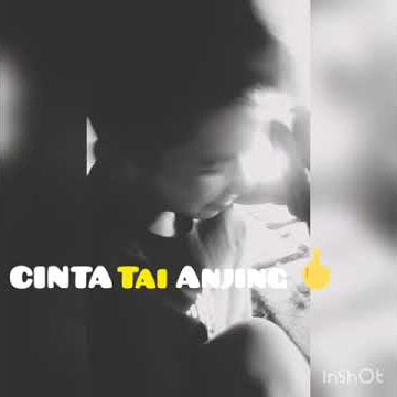 Status wa cinta tai an**ng