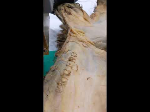 Danese D4 Pneumatic Hammer | Sheepskin Marking Test 3 of 3