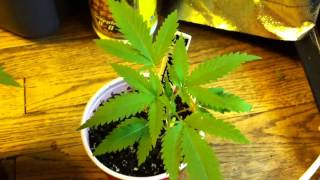 Buds on Buds