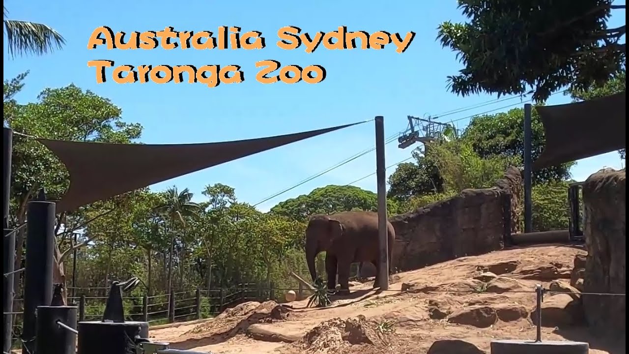Australia Sydney Taronga Zoo澳洲雪梨塔龍加動物園vlog Youtube