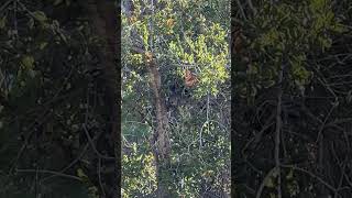 Woodpeckers Defend Their Turf from a Bold Squirrel