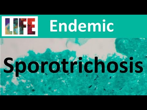 Video: Svampesygdom (Sporotrichosis) I Huden Hos Katte