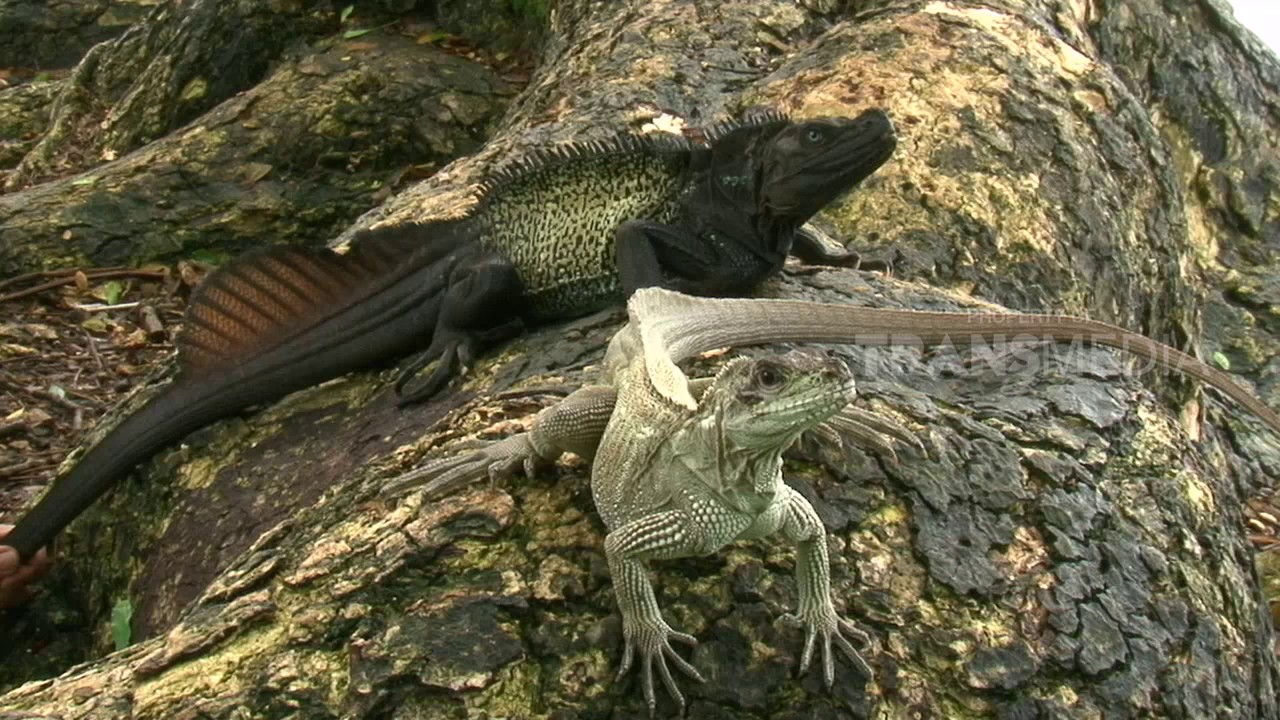 DUNIA BINATANG - KELELAWAR DAN SOA (3/2/17) 3-2 - YouTube