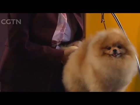 Video: American Kennel Club Memperkenalkan Baka Anjing Baru: Azawakh