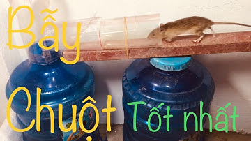 The best mouse trap traps many mice/Bẫy chuột tốt nhất bẫy được nhiều chuột