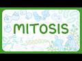Cell Division and Chromosomes Quiz