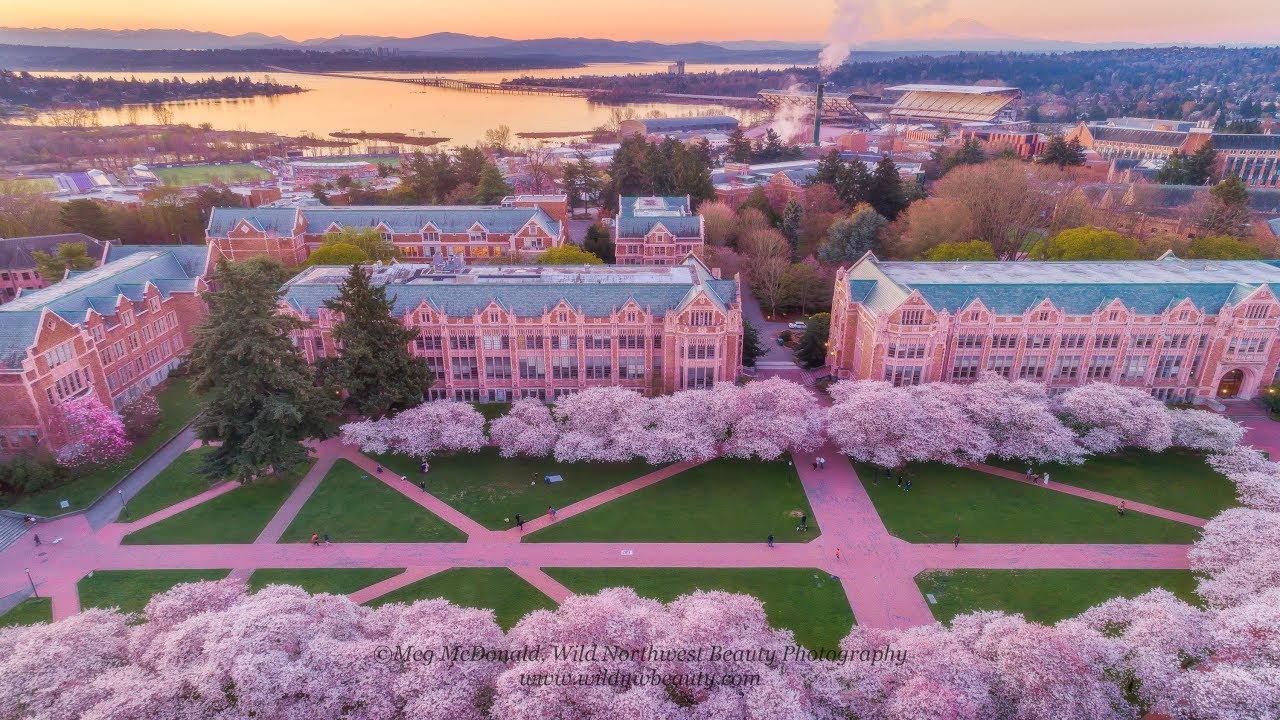 University of Washington Cherry Blossoms in Full Bloom (4K) YouTube