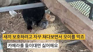 병아리 자연부화 성공~80%성공 노하우 터득