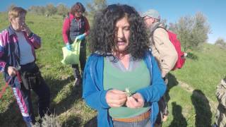 GMJ Erbe 04 03 - Mentha suaveolens (Menta selvatica - Mentrasto)