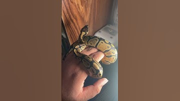 هندل کردن راحت #ballpython #مار #ballpythonsnake #پایتون #animal #reptile #python #pet #snake