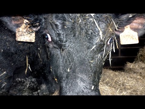 Záchrana "divokého" býka - Rescue "wild" bull