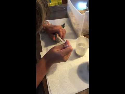 Feeding 3 week old Baby Quaker Parrot Bird Feeding 3 week old Baby Quaker Parrot Bird