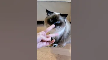 Зачем котам усы