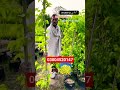 #viralvideo #fruit shahtoot #followme #viralvideo #followme #video #farming