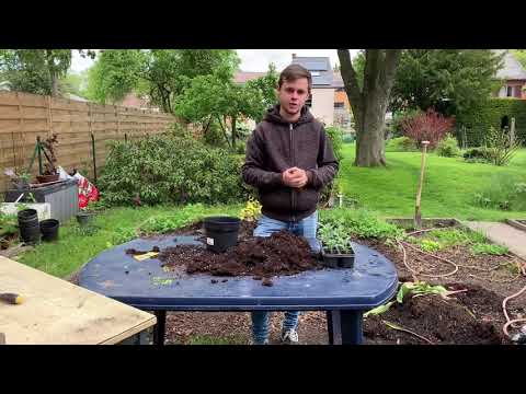 Vidéo: Chrysanthème à Partir De Graines (19 Photos) : Culture De Semis De Chrysanthèmes Annuels Et Vivaces. Comment Planter Et Faire Pousser Des Graines De Chrysanthème à La Maison ?