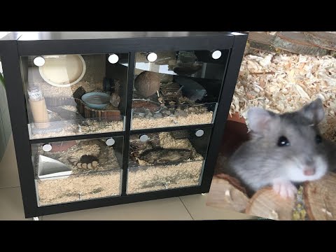 Video: Wie Erstelle Ich Einen DIY Hamsterkäfig