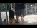 Stonehill kennel  kaiser kennel walk  goshen ct  888dognose