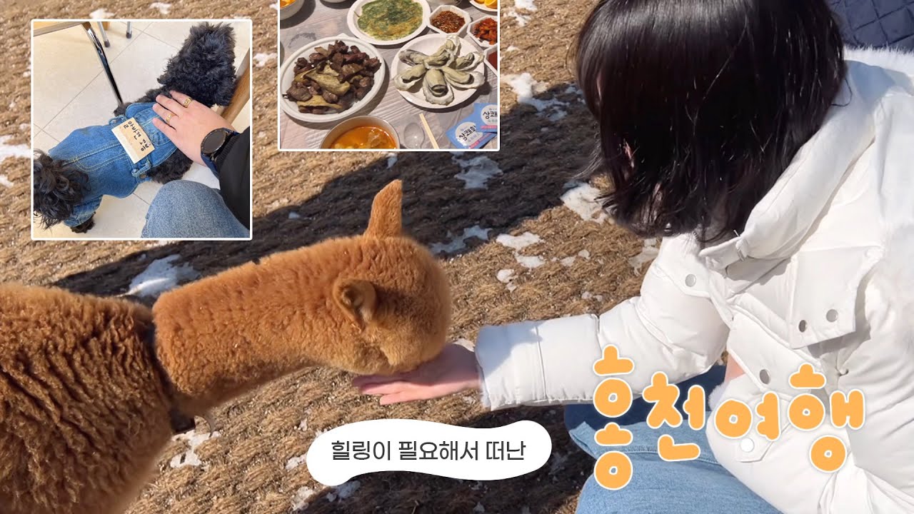 하드털이📂 겨울에는 홍천이지 .ᐟ 알파카 귀여운데 무서워..🦙