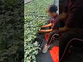 Beautiful healthy looking watermelon seedlings satisfying agriculture farming