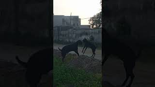 fighter hooo giii male tah female dii 🤣🤣🐏#share #like#subscribers # Short