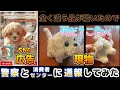 【注意喚起あり】SNSの中国詐欺サイトについて通報してみたけれど・・最後に白ワンコの近況報告あり