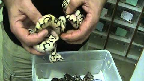 Henry Piorun updates his clutch of Enchi/Firebee Ball Pythons