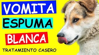 REMEDIOS CASEROS para mi perro que VOMITA ESPUMA BLANCA