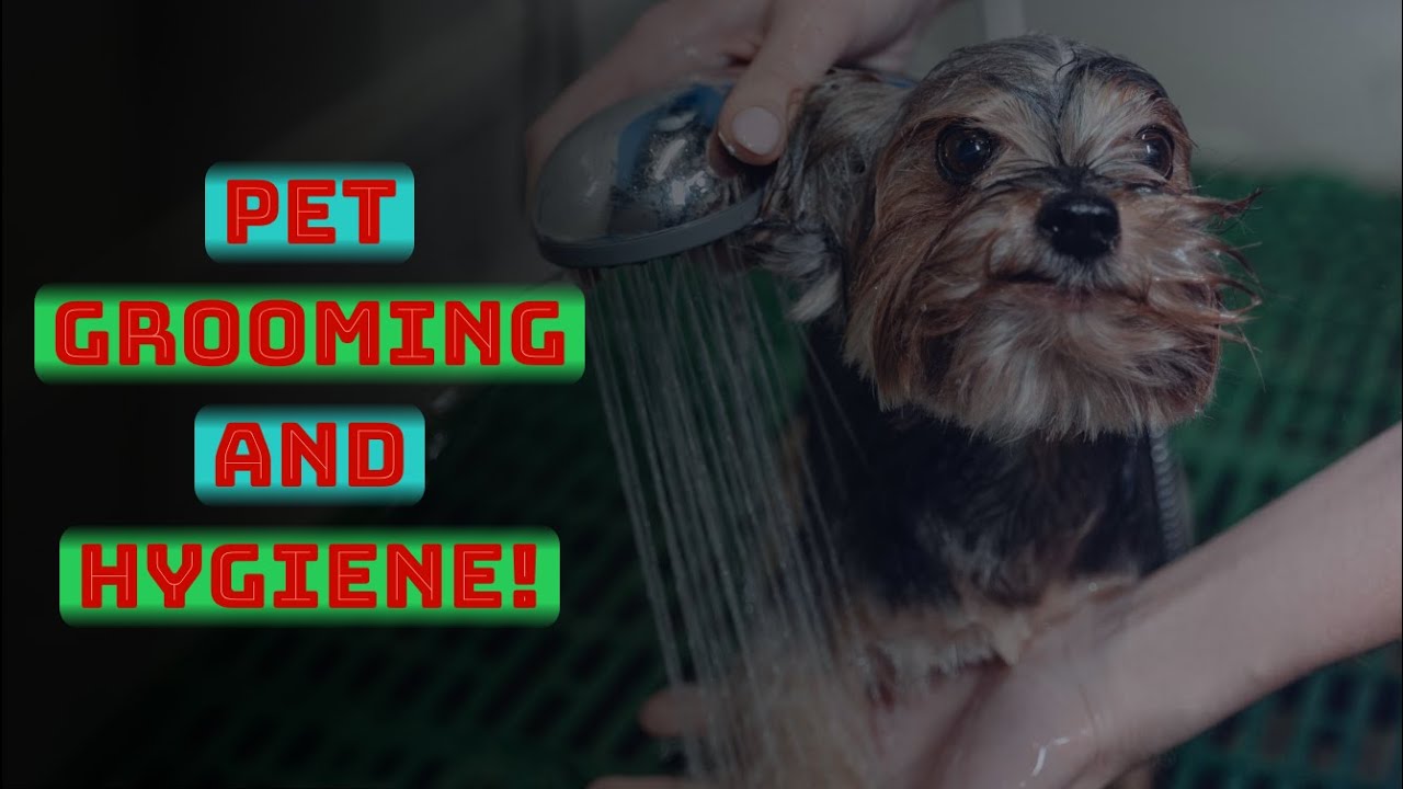 Shocking Truth About Pet Hygiene