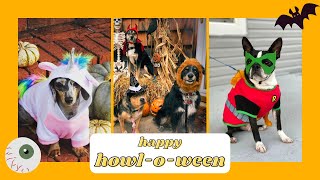 Funny Dogs: In Halloween Costumes 2020