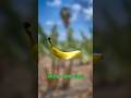 Banana Cross Shape Secret 🍌 | Real Science Explained 🎥 #BananaFact #TeluguShorts