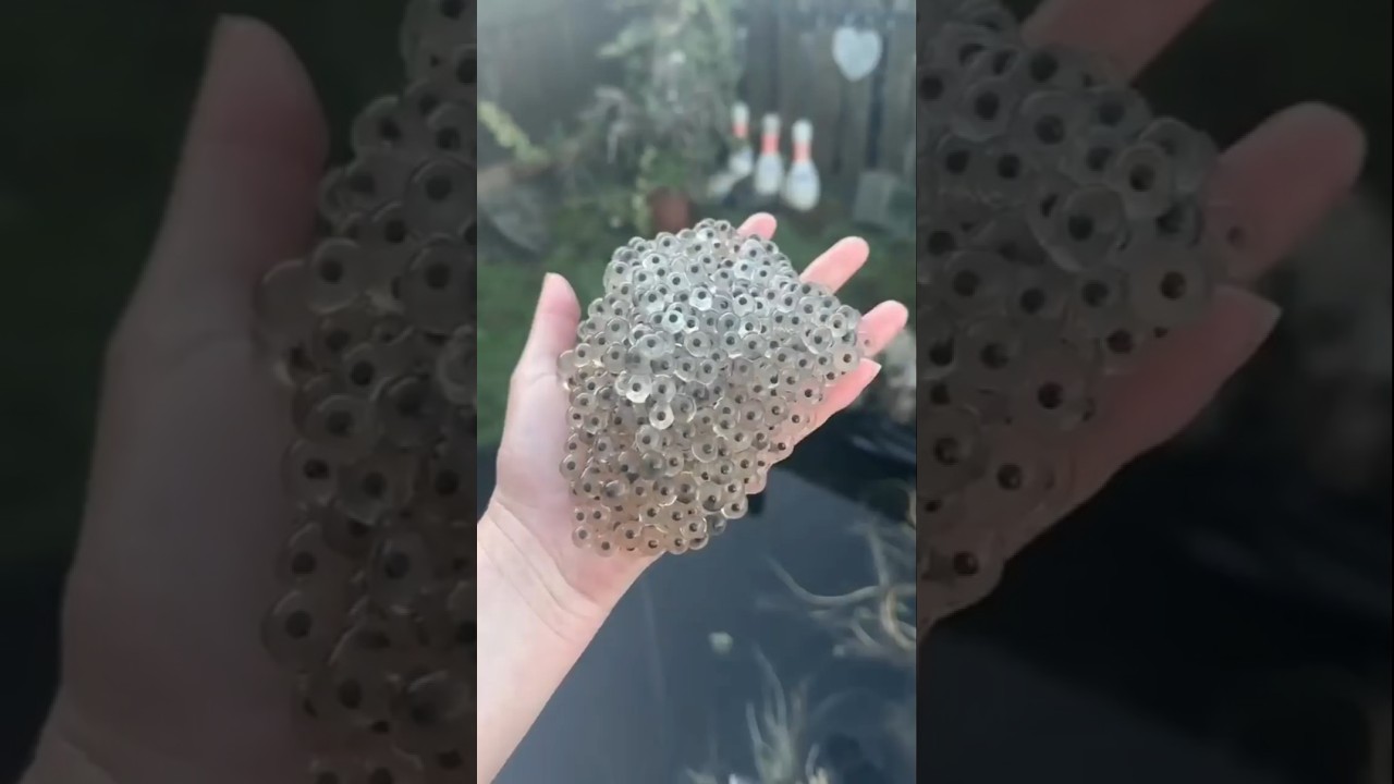 Frogspawn to Frog at Home 🐸 | Life Cycle Transformation for Beginners 