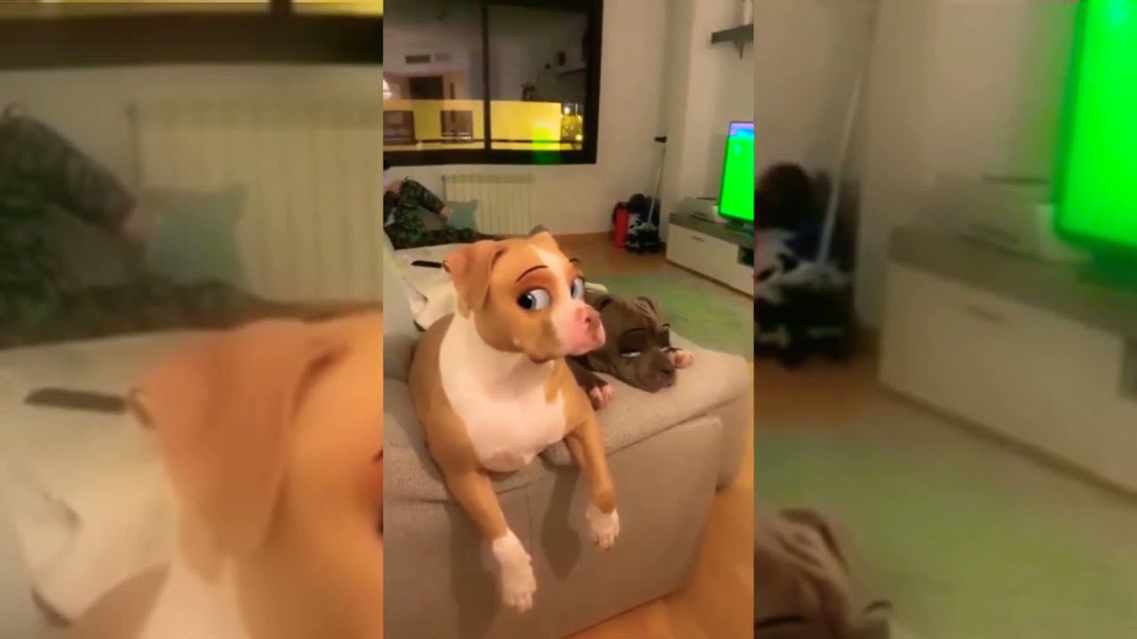 cartoon dogs 🐕😍