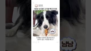 식탐왕 보더콜리에게서 간식을 뺏으려고 하면?