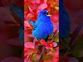 The Indigo Bunting: Vibrant Summer Song & Optical Blue Mystery 💎🐦