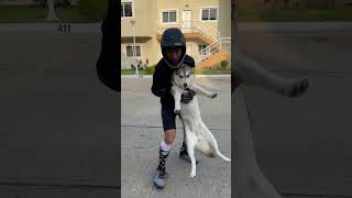 Incredibly stubborn husky refuses to go back home