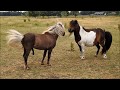 2017 06 24 De nieuwe hengst dekt de eerste vrouwtjes pony's en het kappen v d hoefjes