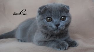 Scottish Fold yavrumuz Milla ! Pek oyuncu kendisi :) by Ellies Cats 3,353 views 9 years ago 1 minute, 11 seconds