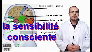 le système nerveux et la sensibilité consciente