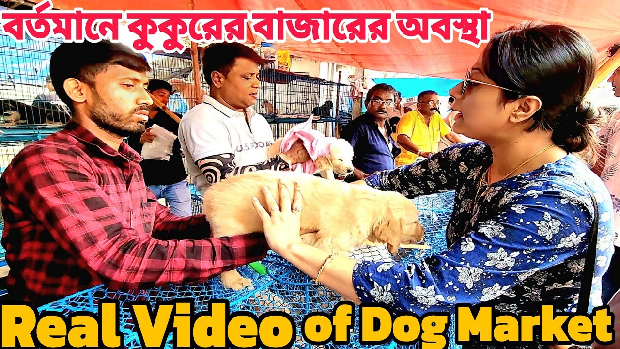 বর্তমানে কুকুরের বাজারের অবস্থা|Real Video of Dog Market || Galiff Street Pet Market |ধামাকা ভিডিও