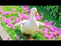 Comforting Birdsong And Piano 4K Make Feel Emotionally Clear Relax The Brain Uplift The Soul ÔÖÑ Å Comforting Birdsong And Piano 4K Make Feel Emotionally Clear Relax The Brain Uplift The Soul ÔÖÑ Å