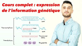 Cours complet : expression de l’information génétique