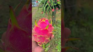 The Secret Tricks Farmers Use to Grow Dragon Fruit #shortsfeed
